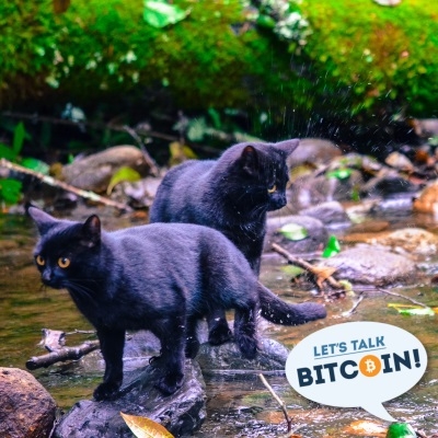 Let’s Talk Bitcoin! #349 – A Little Diversion