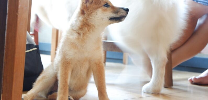 Shiba Inu (SHIB) at $0.00000624 after 3.5% Dip – Should You Buy SHIB?