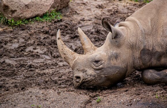 African Rhino Conservancy Using NFTs for Saving Black Rhino from Extinction