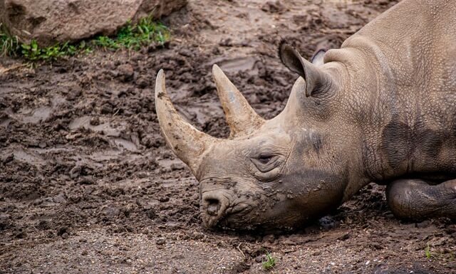 African Rhino Conservancy Using NFTs for Saving Black Rhino from Extinction