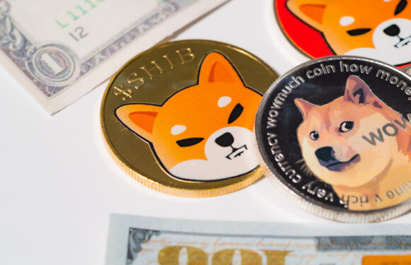 Dogecoin and Shiba Inu are Enjoying Increased Popularity